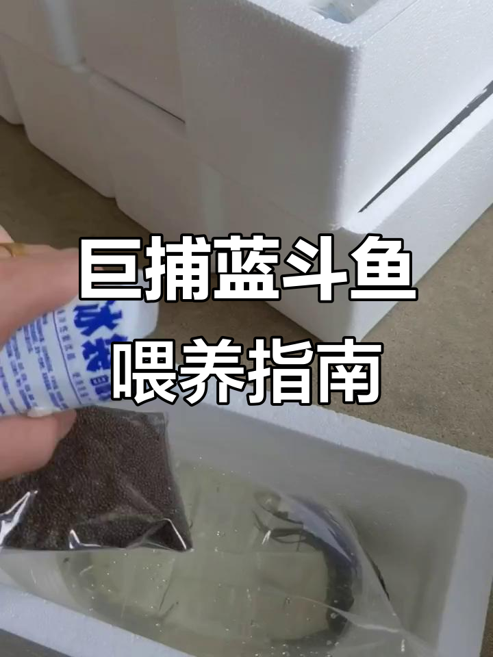 巨普蓝斗鱼养殖技巧:从喂食到换水全攻略