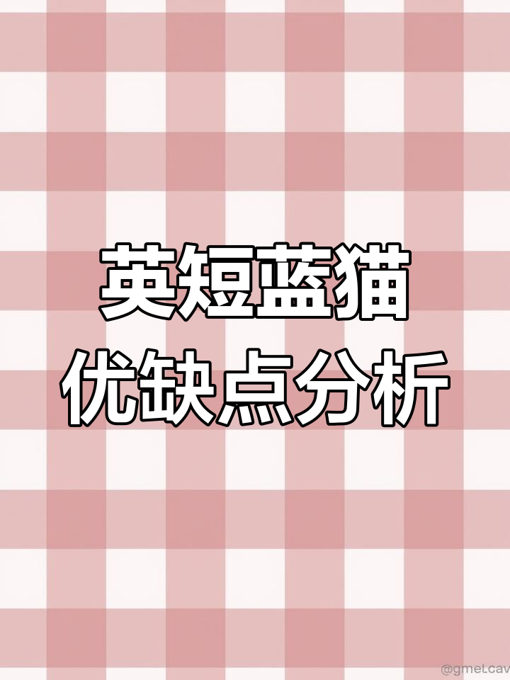 英短蓝猫的魅力与挑战:颜值高但掉毛多