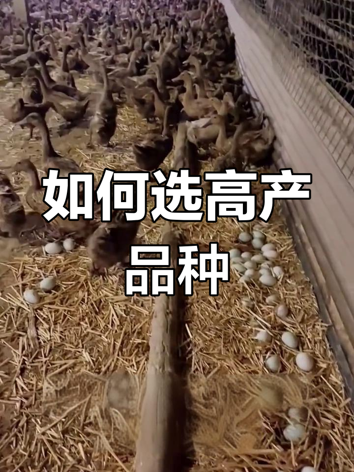 蛋鸭品种选择指南:四种高产易管品种推荐