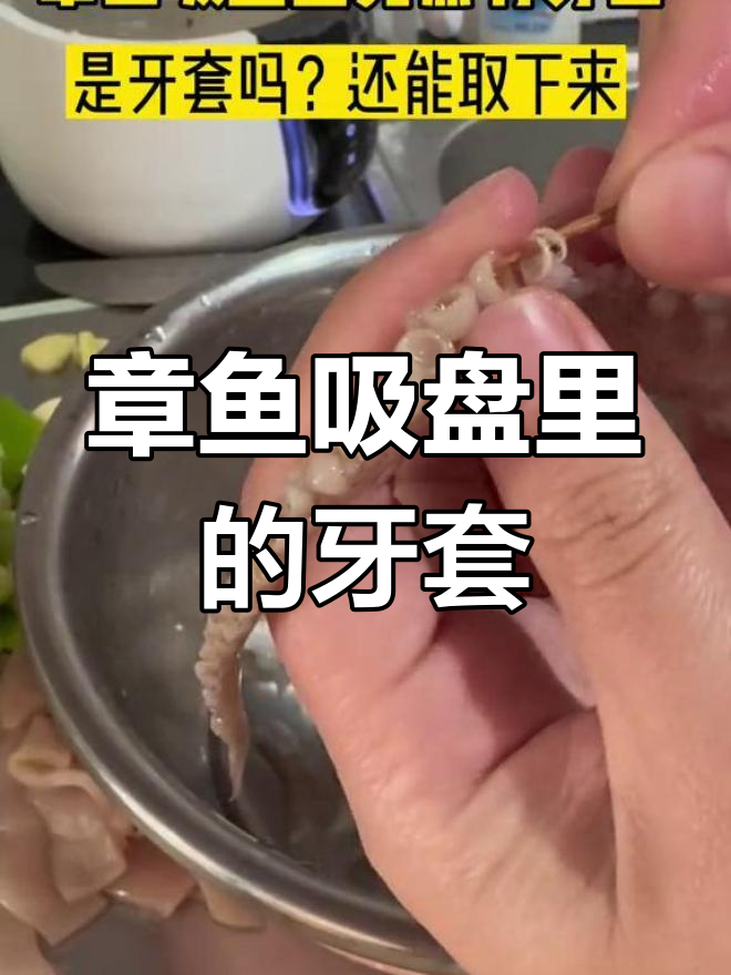 章鱼吸盘内藏惊人秘密,竟是牙齿!