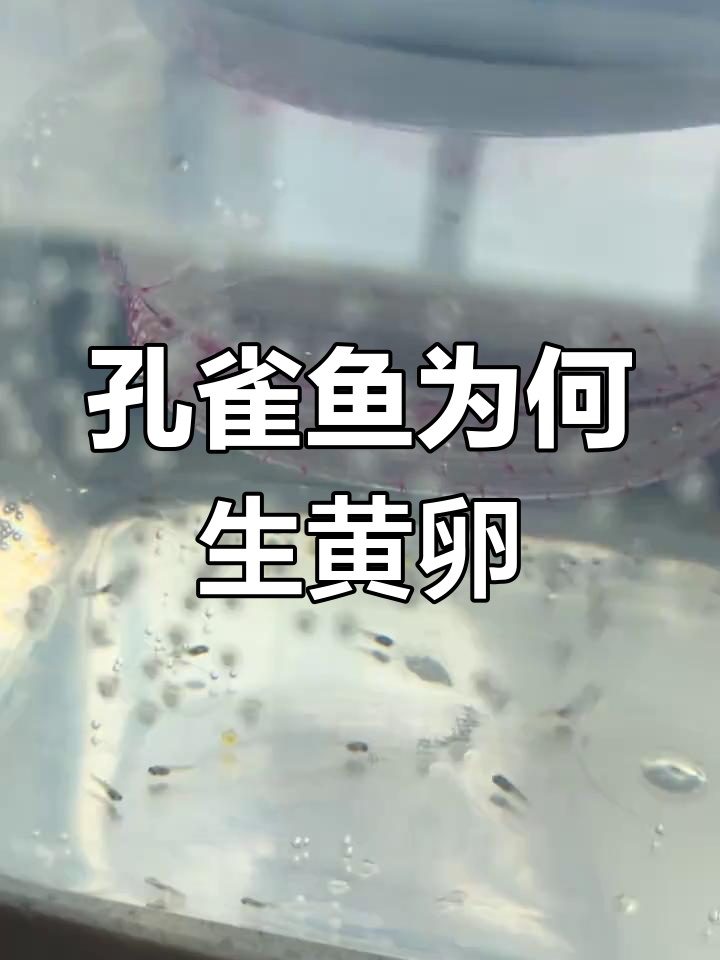 孔雀鱼产黄色卵,是未受精吗?