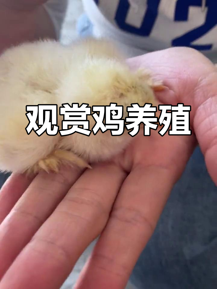 婆罗门鸡种蛋孵化与养殖技巧