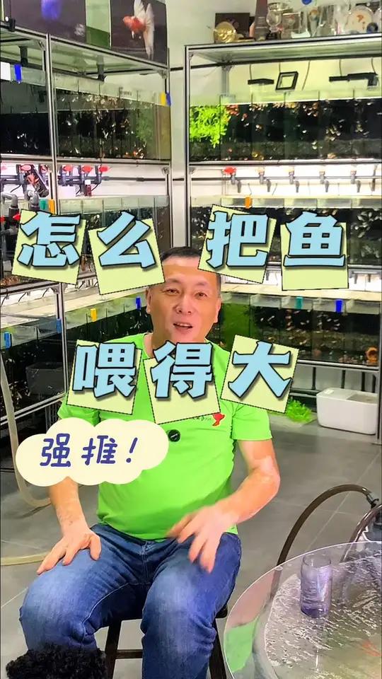 「孔雀鱼」怎么把鱼喂得又大又壮!