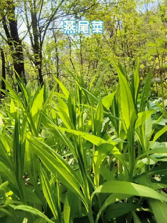 东北采山菜，品尝“燕尾菜”这一大自然的馈赠！