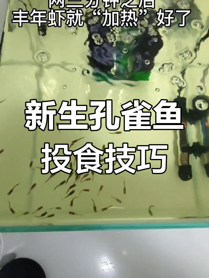 孔雀鱼小鱼苗如何喂丰年虾