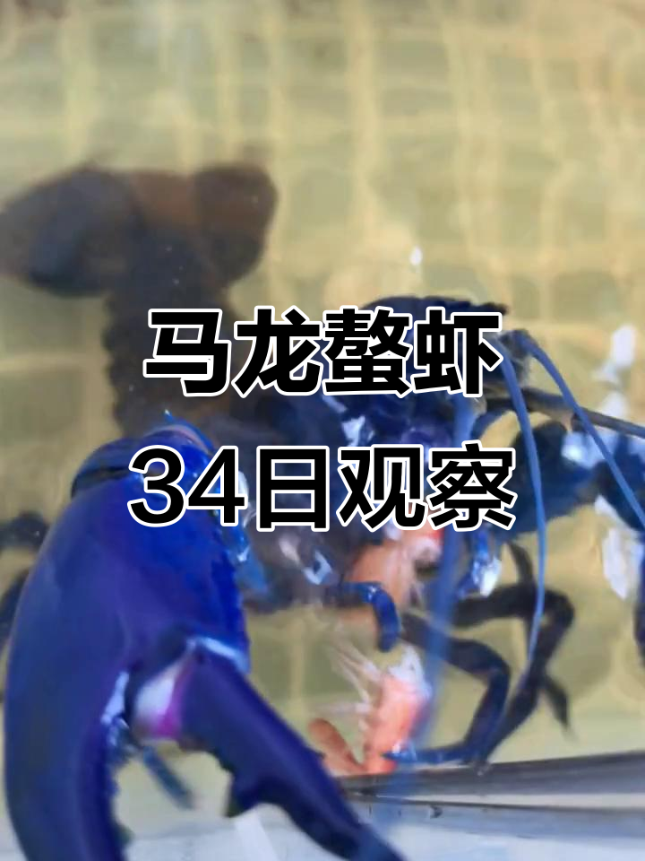 蓝色马龙螯虾的成长记录,34天变化大揭秘