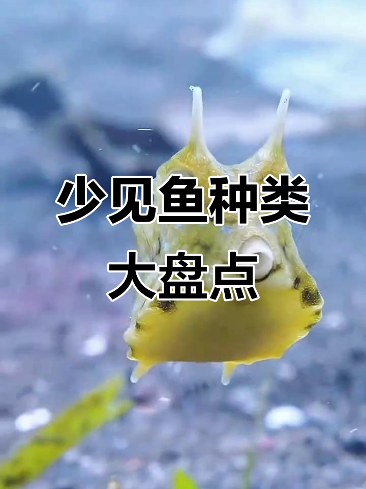 21种罕见鱼类大揭秘，看看你认识几种？