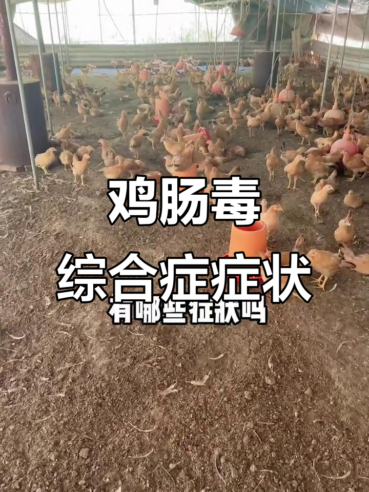 鸡得肠毒综合征的症状与防治方法
