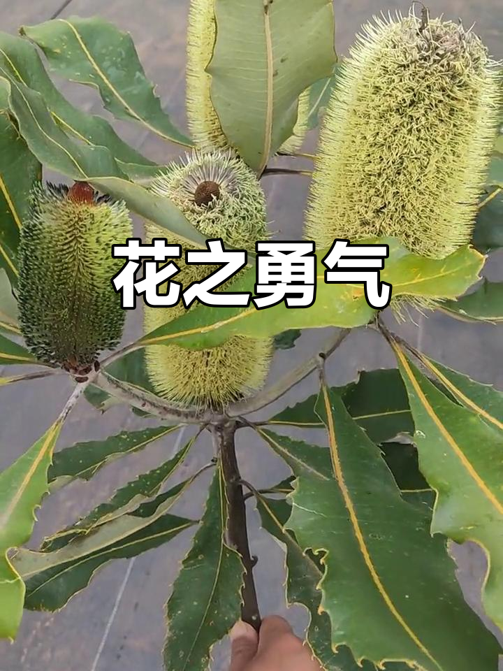 班克木花,秋季冬季绽放,色彩斑斓,鼓舞人心
