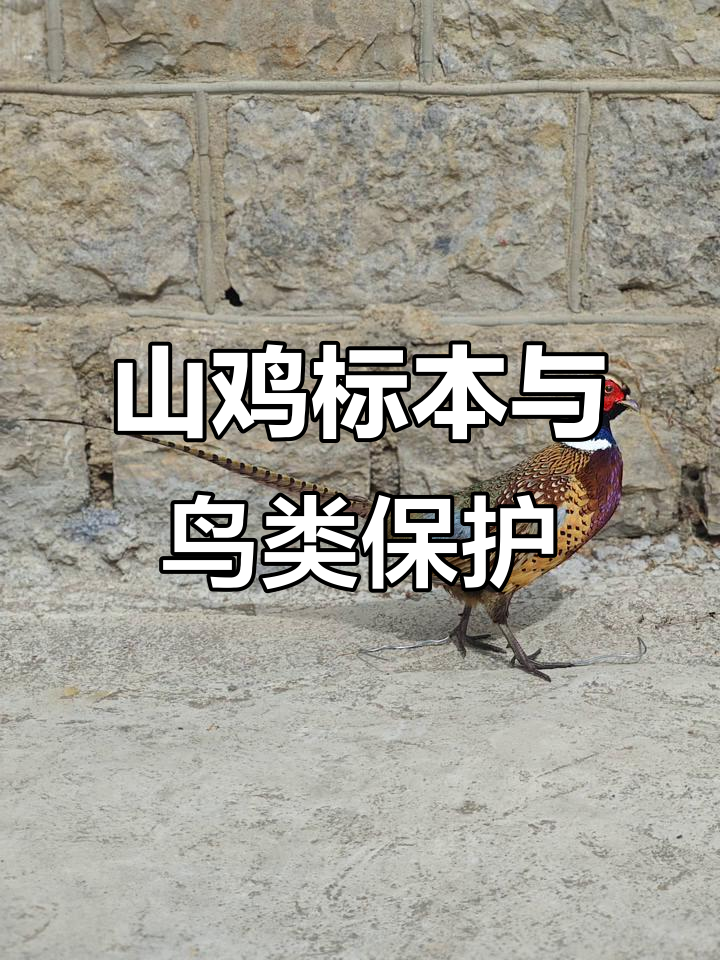 保护鸟类,从山鸡标本制作开始