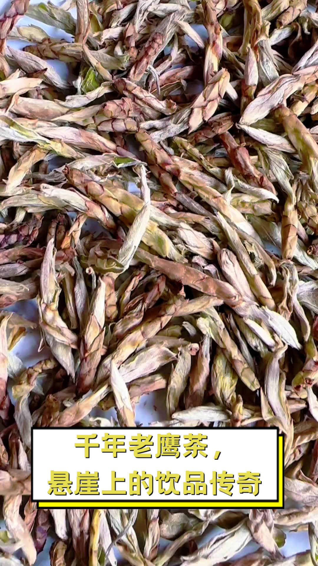 千年老鹰茶，悬崖上的饮品传奇