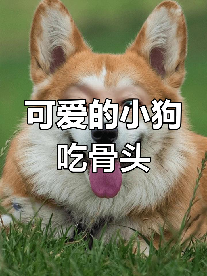 小狗的可爱日常,爱吃肉骨头的小宝贝