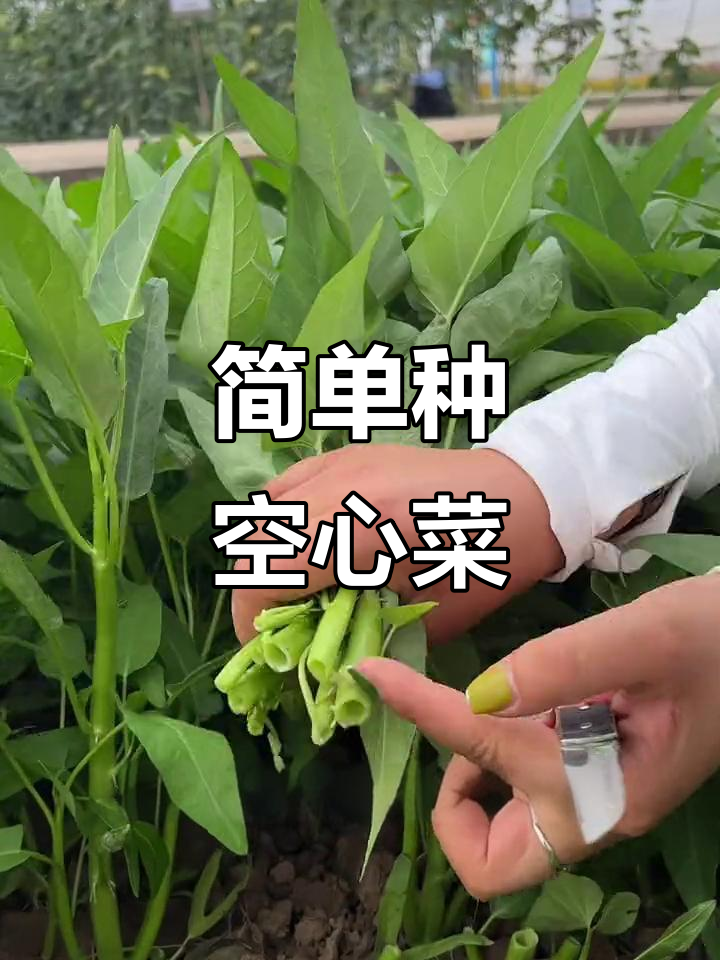 空心菜苗种植技巧,阳台花盆也能轻松搞定