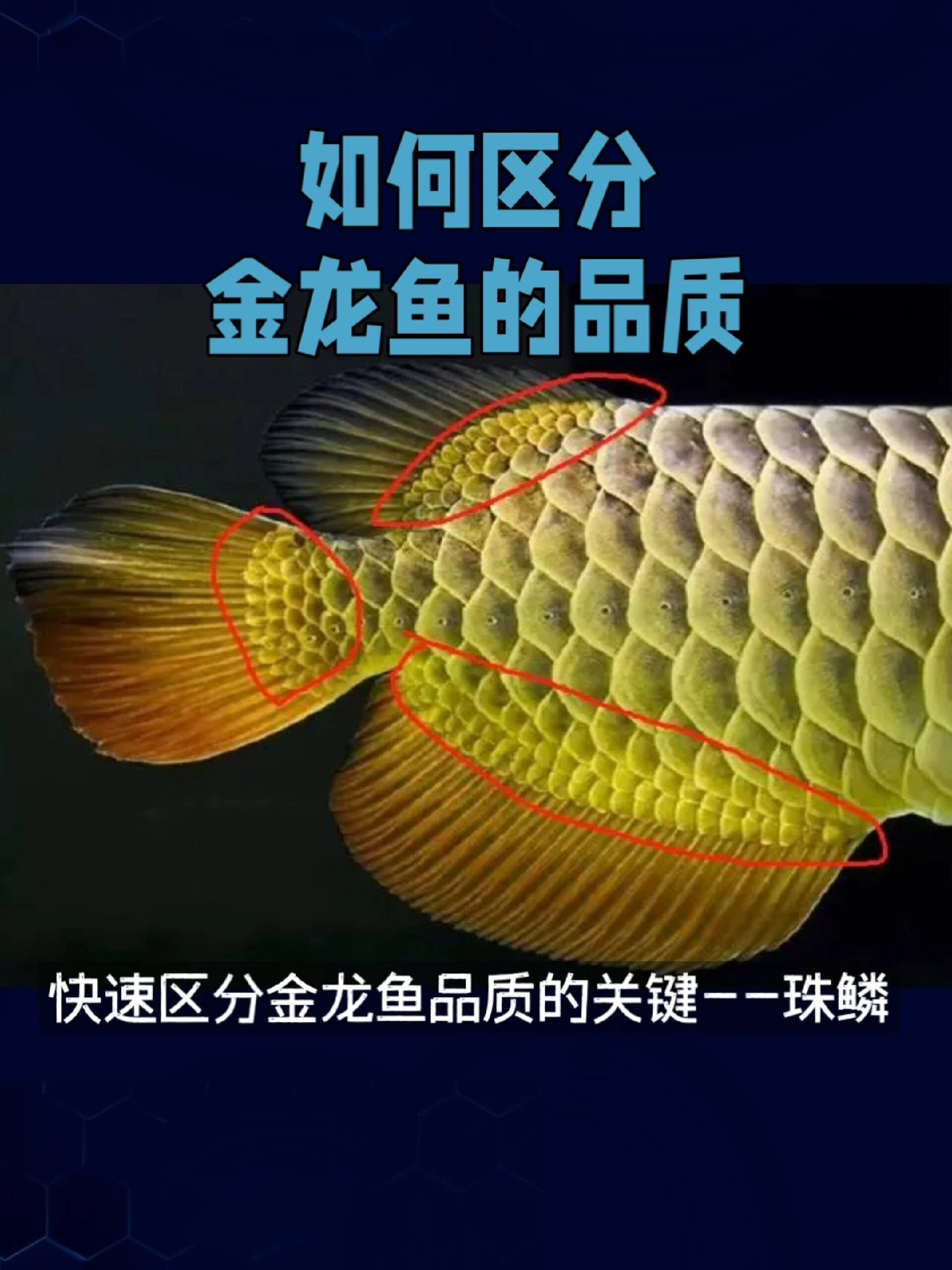 如何区分金龙鱼品质