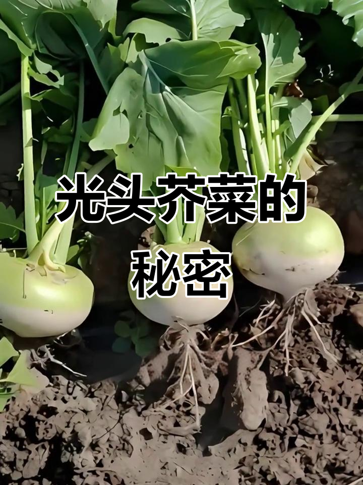 这不是萝卜,而是光头芥菜,外形独特,光滑可爱!