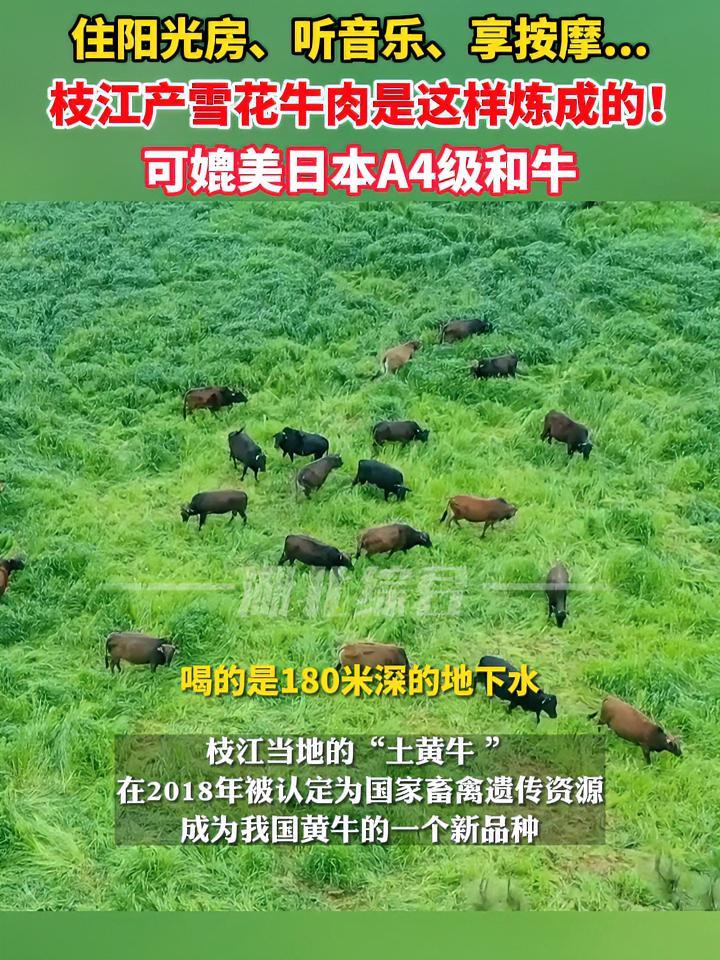 住阳光房、听音乐、享按摩……枝江产雪花牛肉是这样炼成的!