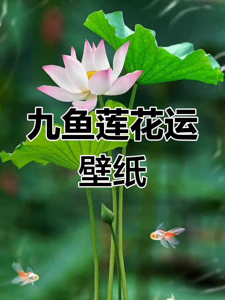 九鱼莲转,财运滚滚来!换上这个壁纸好运连连