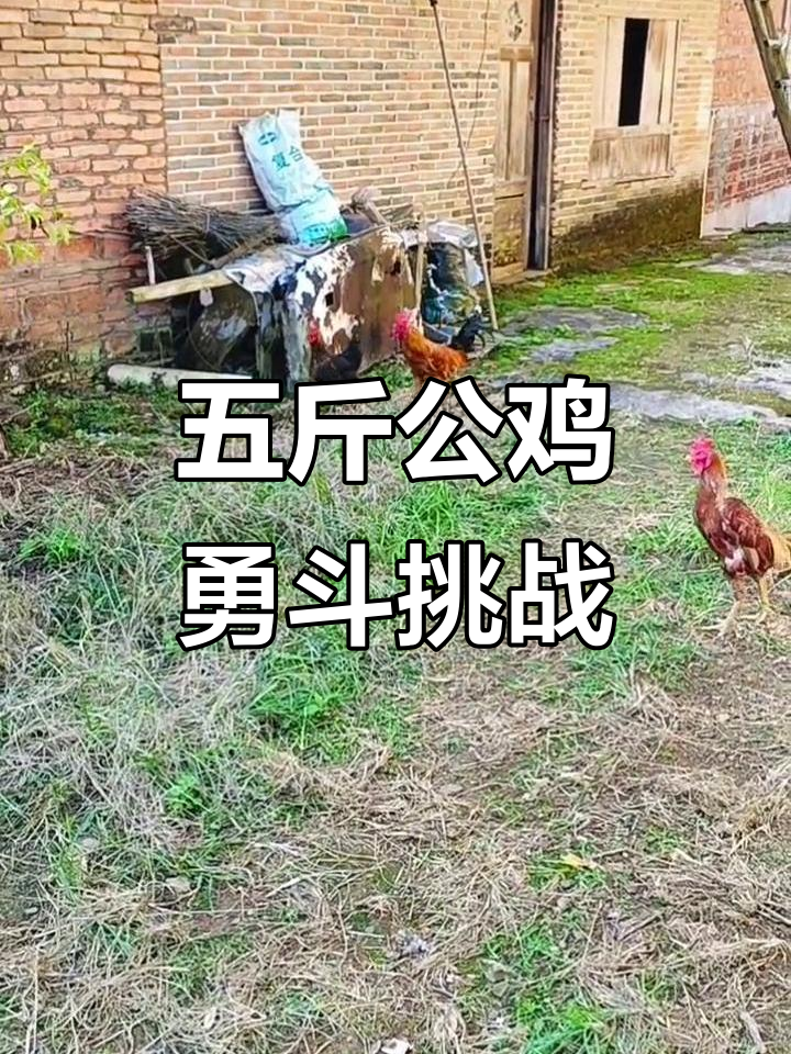 这只五斤公鸡太猛了,斗鸡大战一触即发!