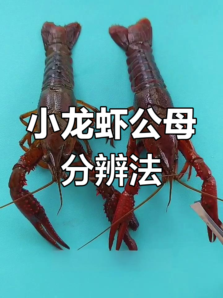 如何区分小龙虾公母?简单步骤教你轻松辨别