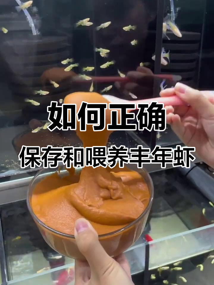丰年虾冷冻保存技巧，喂食方法全解