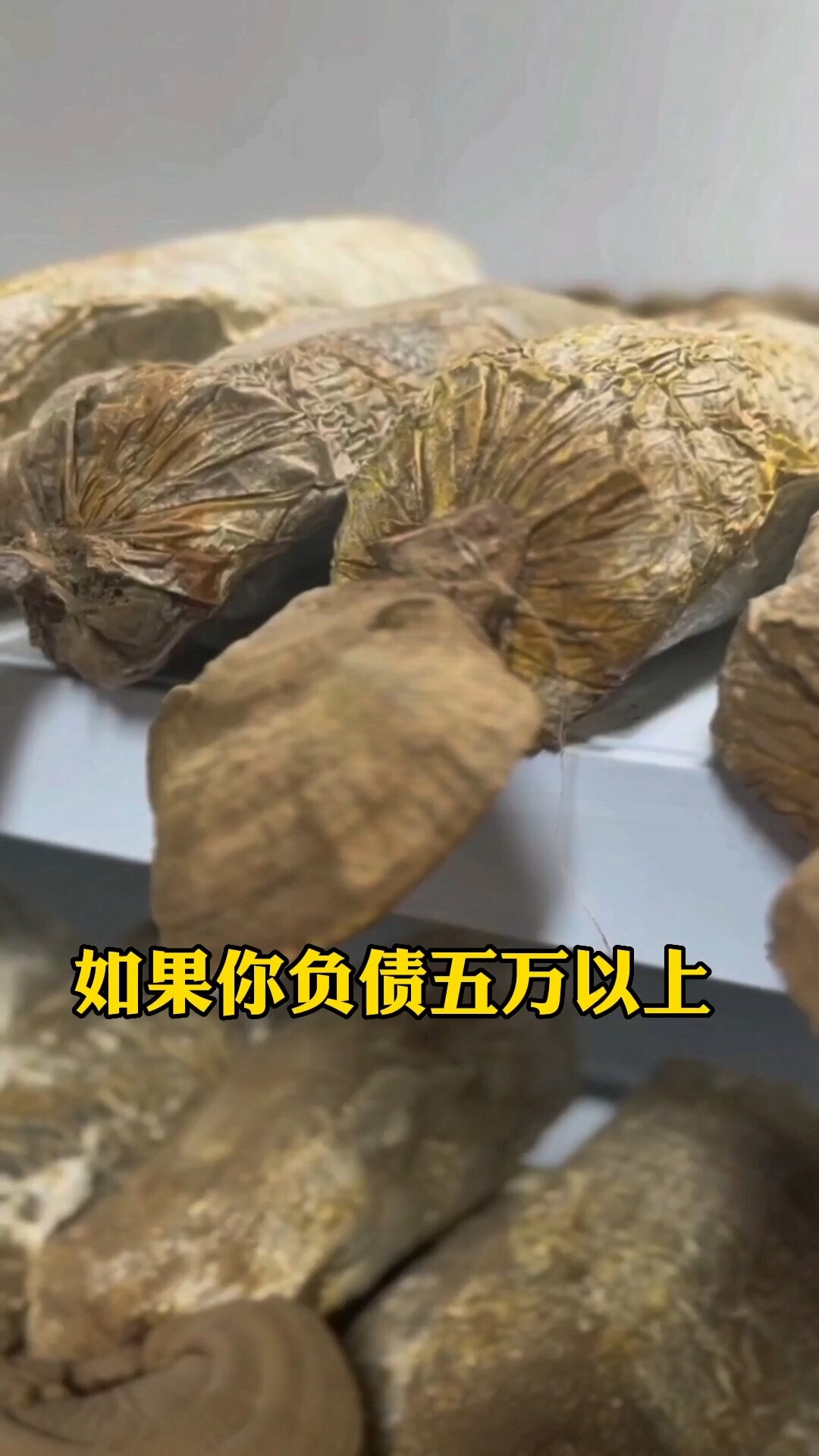 灵芝无土栽培技术