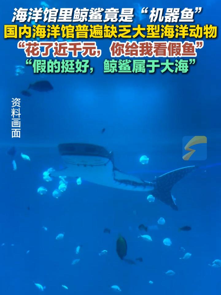 深圳新晋“顶流”小梅沙海洋世界鲸鲨竟是“机器鱼”!