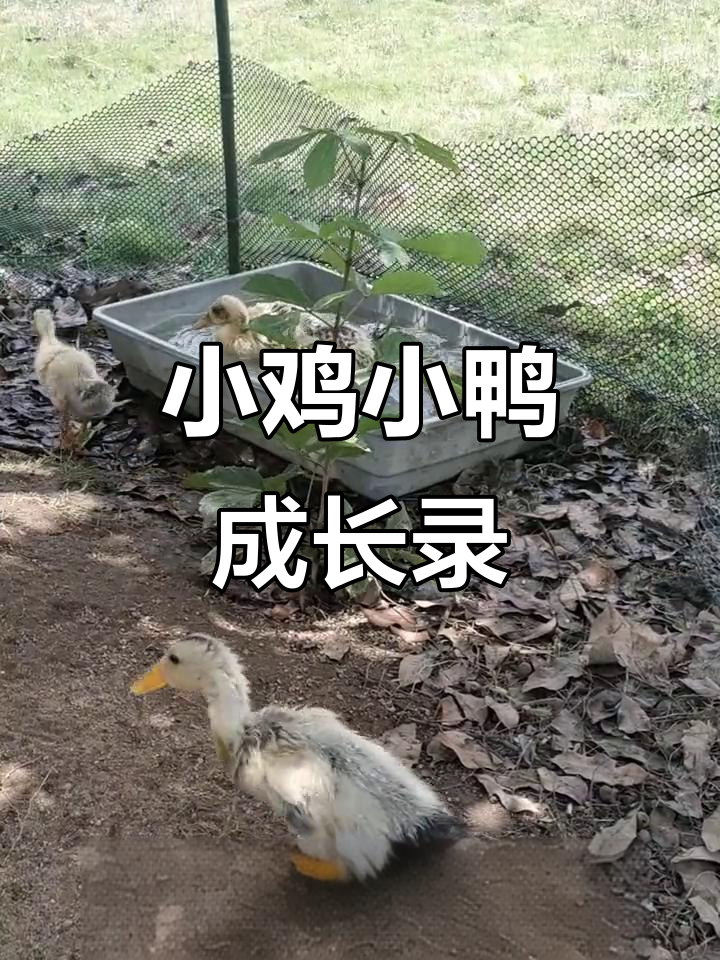 小鸡小鸭成长记,从出生到二十五天,萌态尽显!