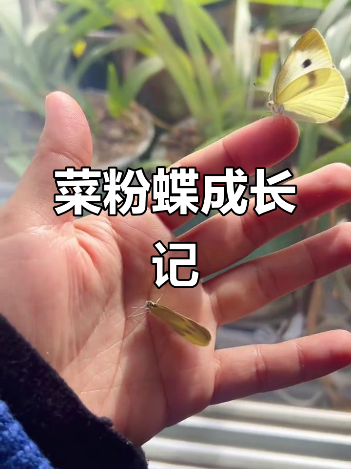 11月26日:菜粉蝶从喂养到羽化的全过程