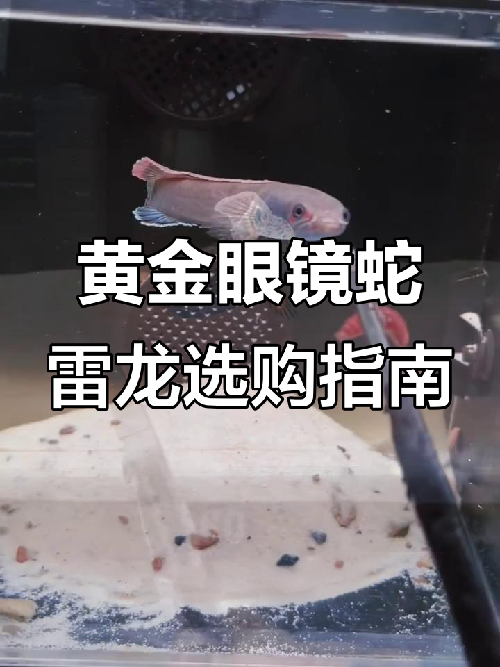 如何挑选黄金眼镜蛇雷龙鱼?新手必看保姆级教程