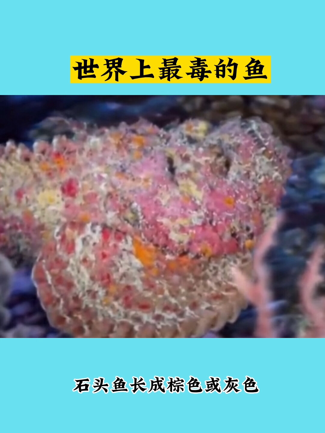 世界上最毒的鱼