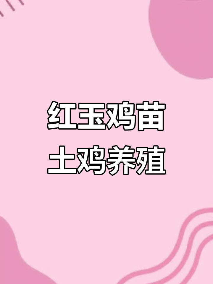优质红玉鸡苗,农村散养大公鸡,一斤左右健康又活泼