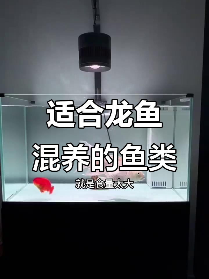 龙鱼混养配鱼的四大标准，选对才能和谐共处