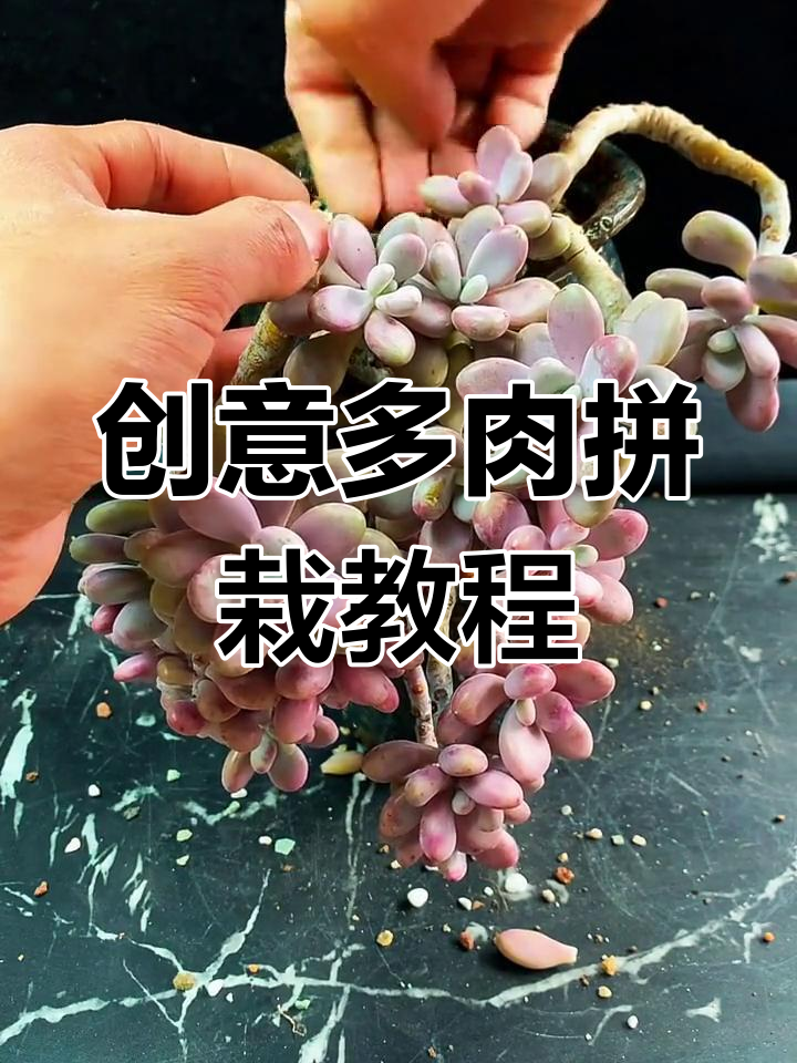 用缺口花盆打造可爱多肉拼栽，轻松学会控养技巧