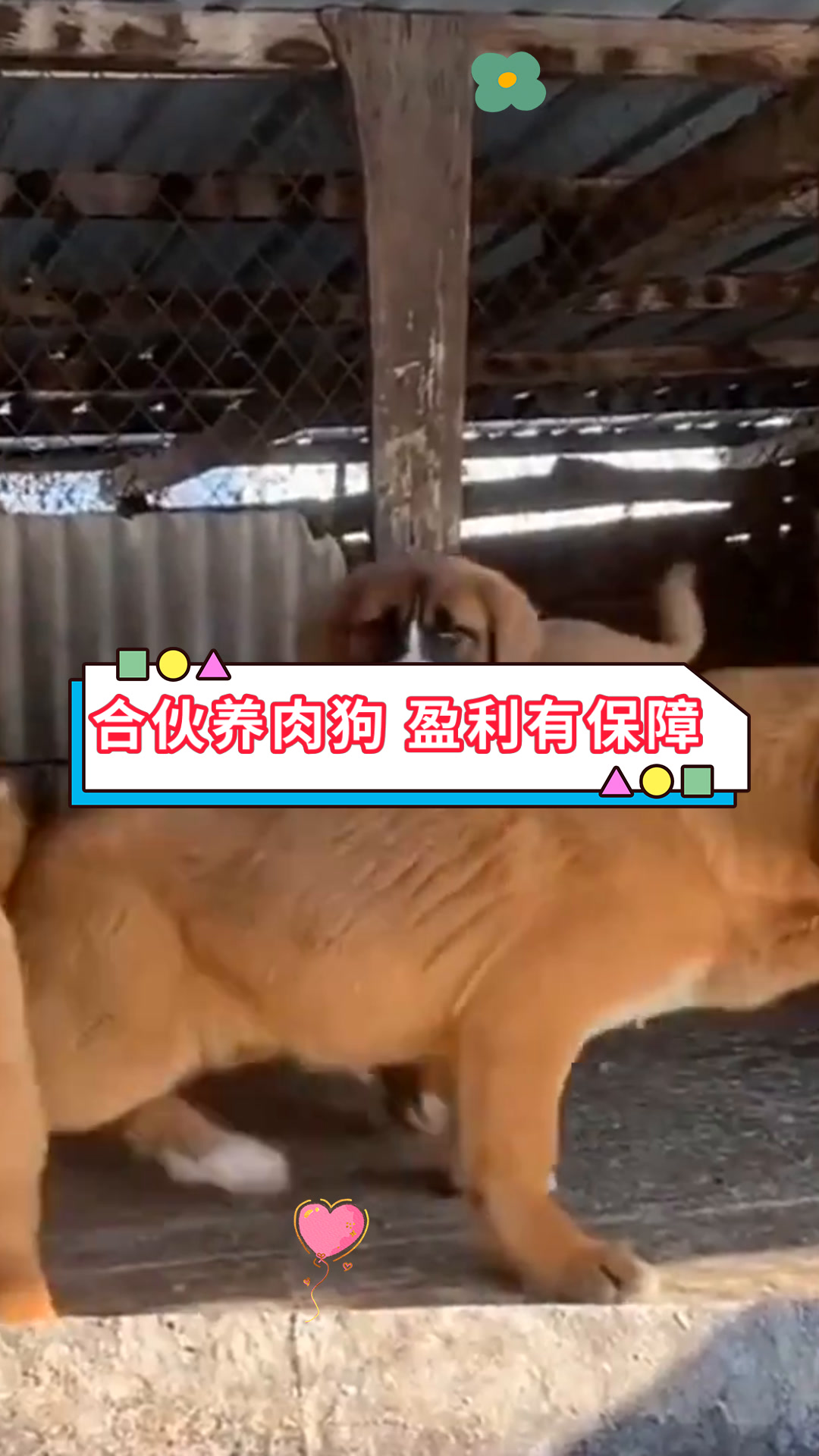 合伙养肉狗 盈利有保障