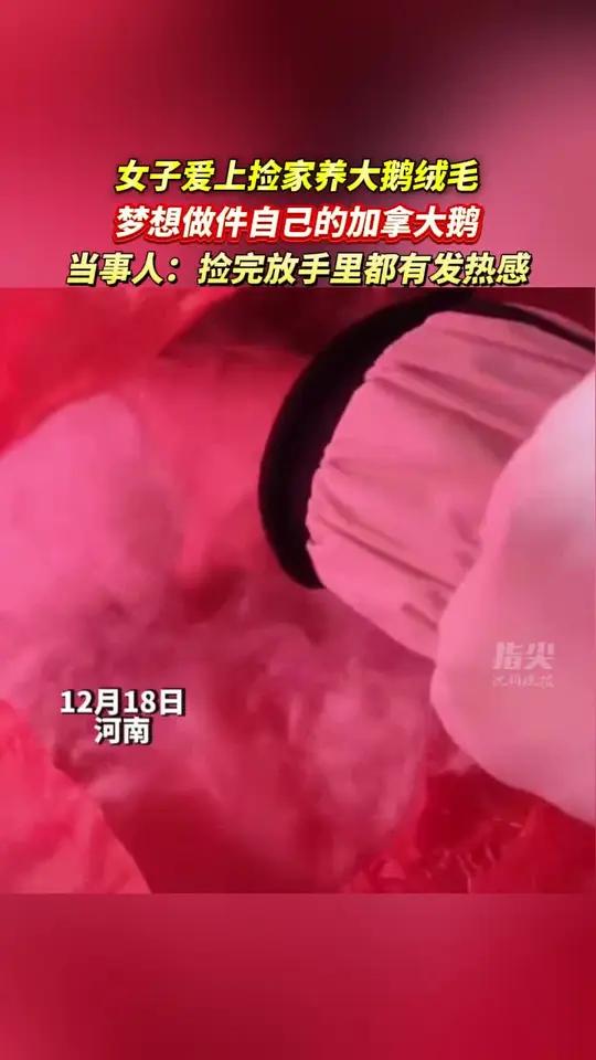女子爱上捡家养大鹅绒毛 梦想做件自己的加拿大鹅 当事人:捡完放手里都有发热感