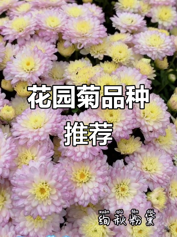 几种常见花园菊品种介绍
