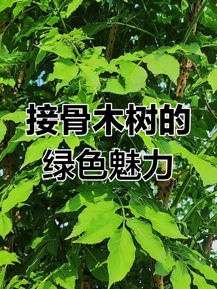 绿油油的接骨木树,清新又美丽