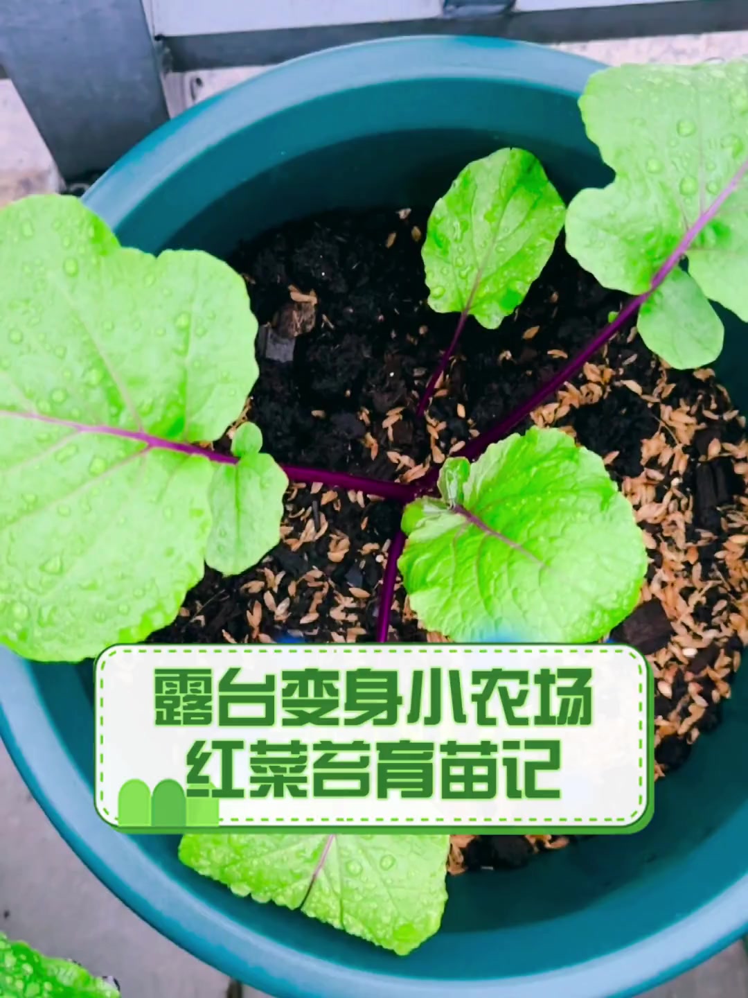 露台变身小农场,红菜苔育苗记