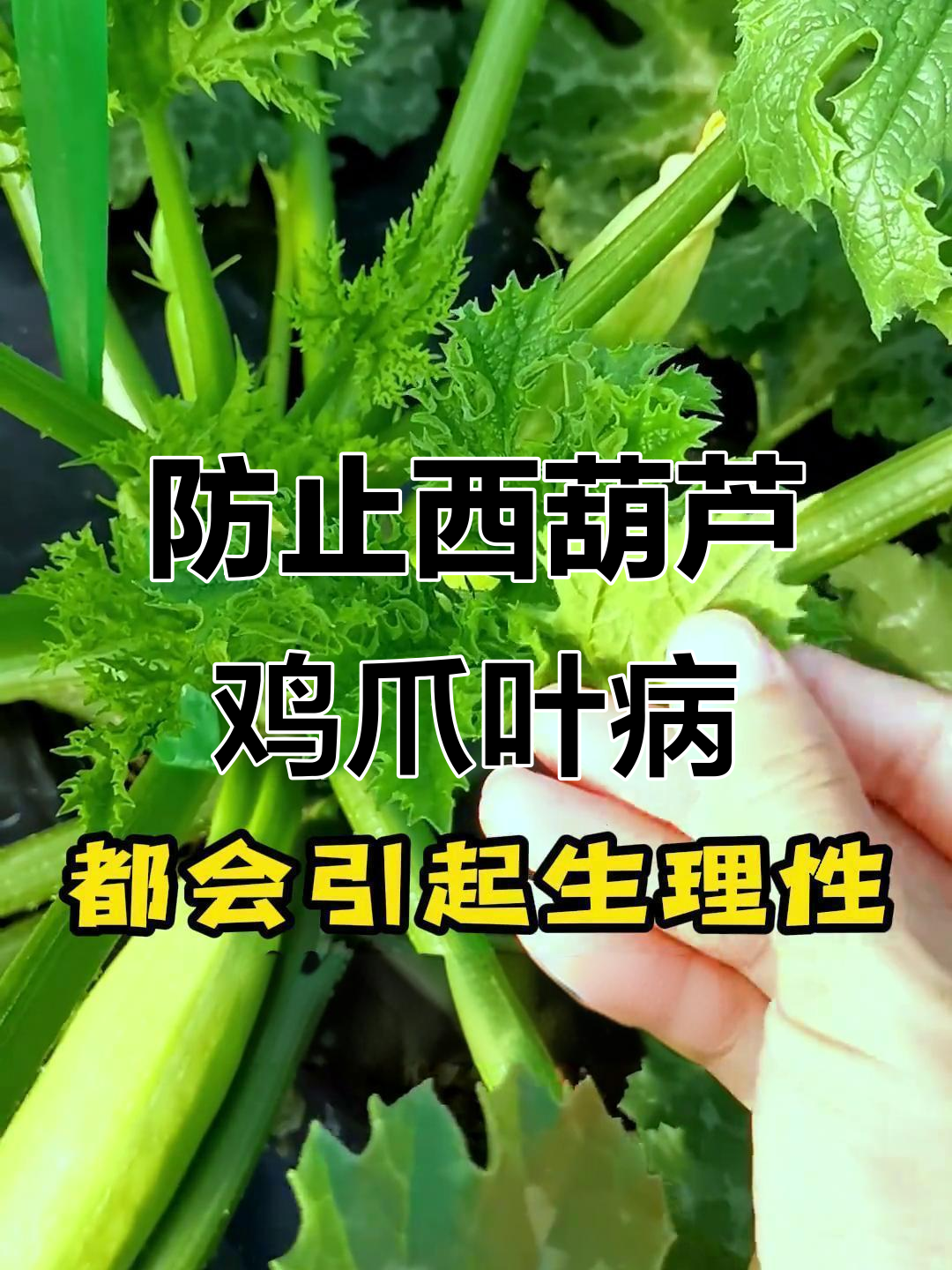 西葫芦种植常见问题:鸡爪叶病毒防治技巧