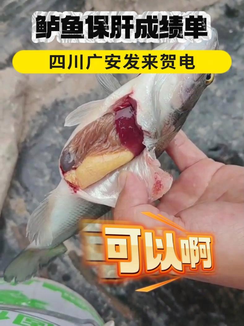 鲈鱼保肝成绩单,四川广安发来贺电 龙昌水产胆汁酸 鲈鱼保肝 龙昌一线案例 新农人计划202