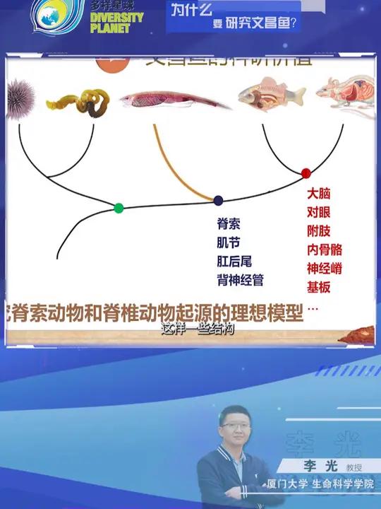 「科学微课堂·12」什么要研究文昌鱼