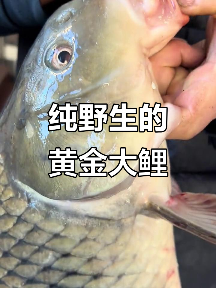 乌苏里江野生黄金大鲤鱼,鳞片红亮超震撼!