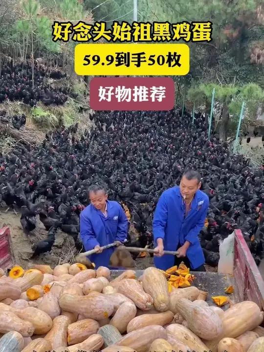 可生食黑凤乌鸡蛋,相信我,没吃过的真心可以试试