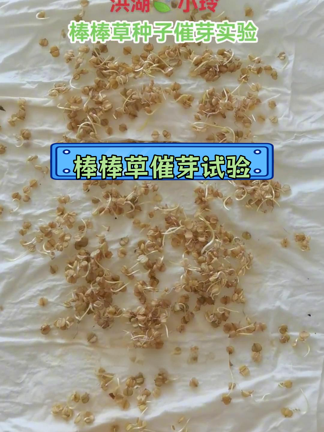 棒棒草种子催芽实验全过程