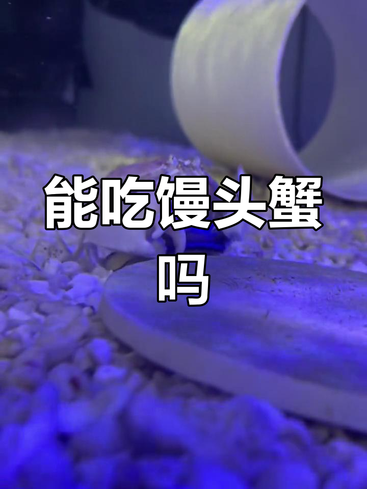 逍遥馒头蟹能吃吗?