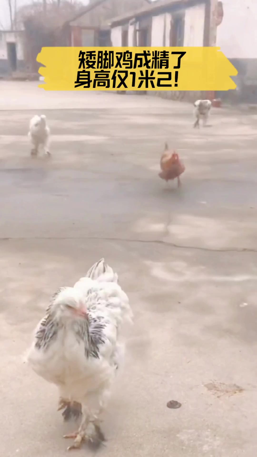 矮脚鸡成精了,身高仅1米2!