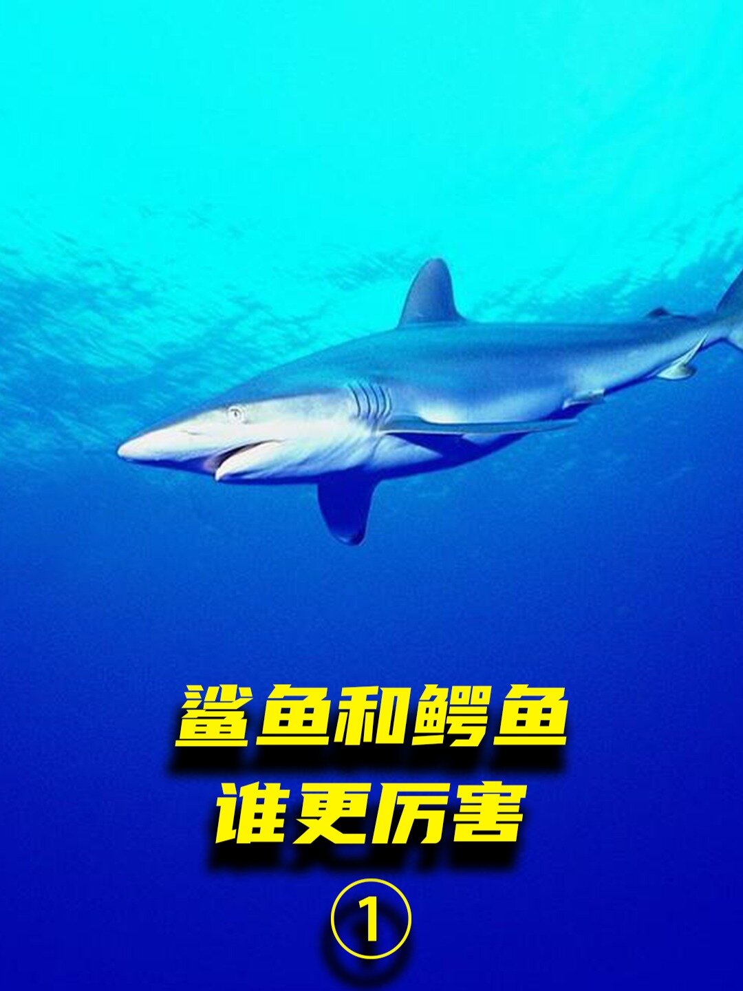鲨鱼大战鳄鱼它们谁更厉害呢?