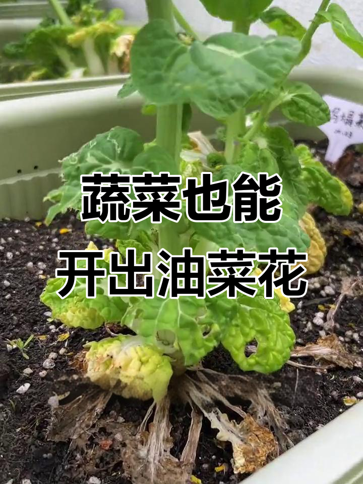 乌塌菜开花变豆荚,收获种子竟是这样!