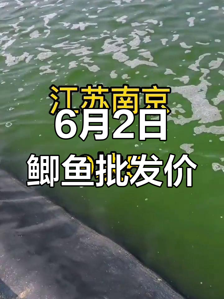 6月2日鲫鱼价格波动,各地差异大