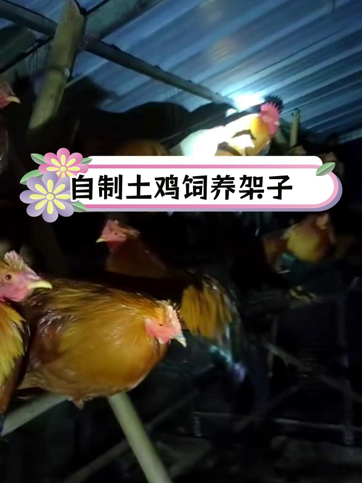 农村土鸡棚搭建技巧,简易木架制作方法